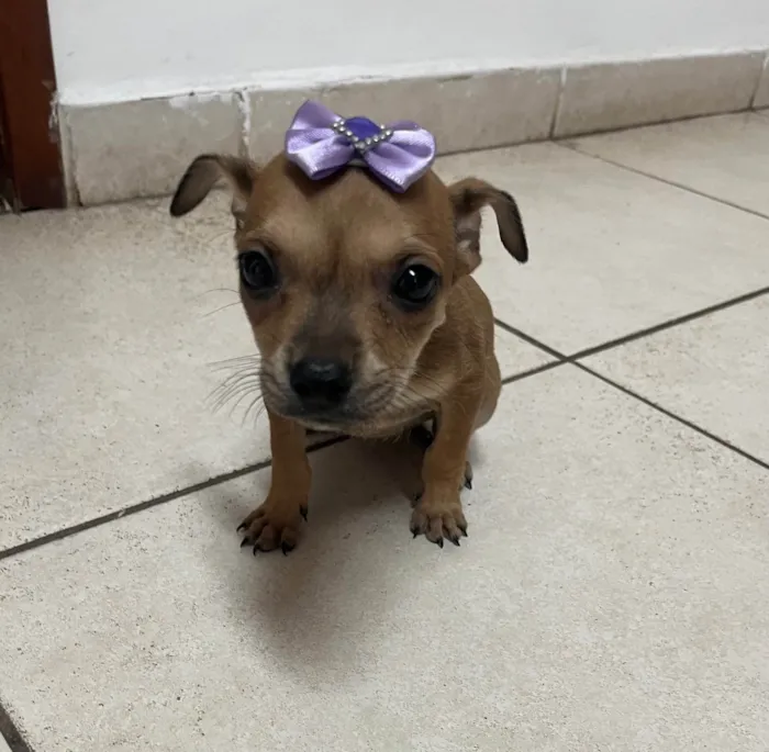 Cachorro ra a SRD-ViraLata idade Abaixo de 2 meses nome Zoe