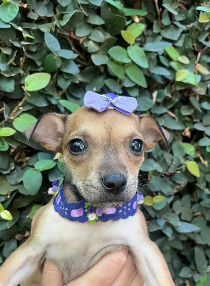 Cachorro ra a SRD-ViraLata idade Abaixo de 2 meses nome Zoe