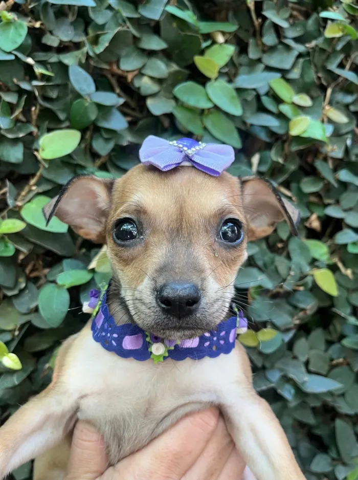 Cachorro ra a SRD-ViraLata idade Abaixo de 2 meses nome Zoe