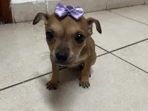 Cachorro raça SRD-ViraLata idade Abaixo de 2 meses nome Zoe