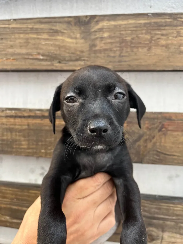 Cachorro ra a SRD-ViraLata idade Abaixo de 2 meses nome Zara