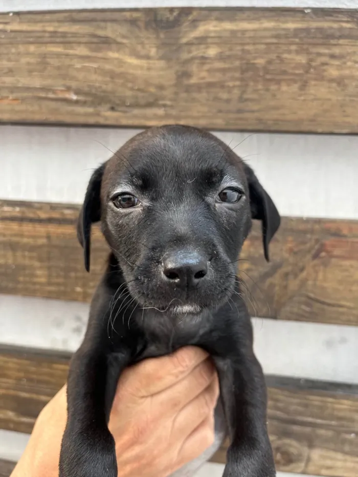 Cachorro ra a SRD-ViraLata idade Abaixo de 2 meses nome Zara