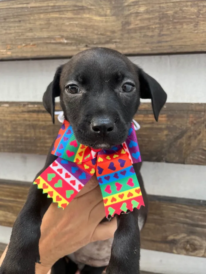 Cachorro ra a SRD-ViraLata idade Abaixo de 2 meses nome Zara