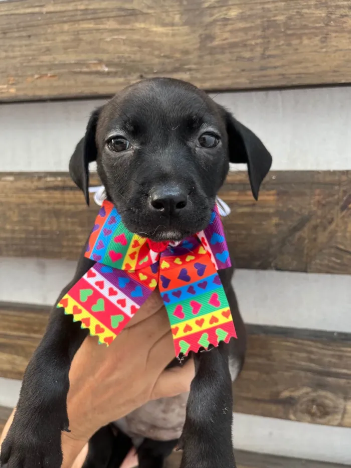 Cachorro ra a SRD-ViraLata idade Abaixo de 2 meses nome Zara