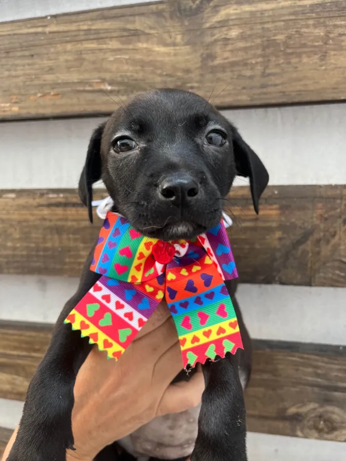 Cachorro ra a SRD-ViraLata idade Abaixo de 2 meses nome Zara