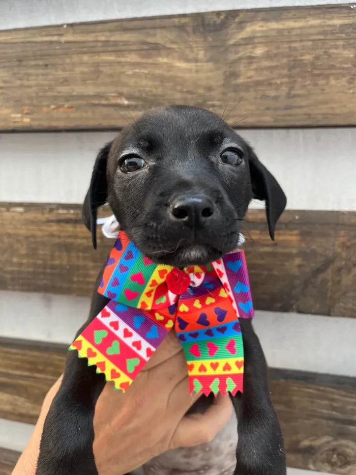 Cachorro ra a SRD-ViraLata idade Abaixo de 2 meses nome Zara