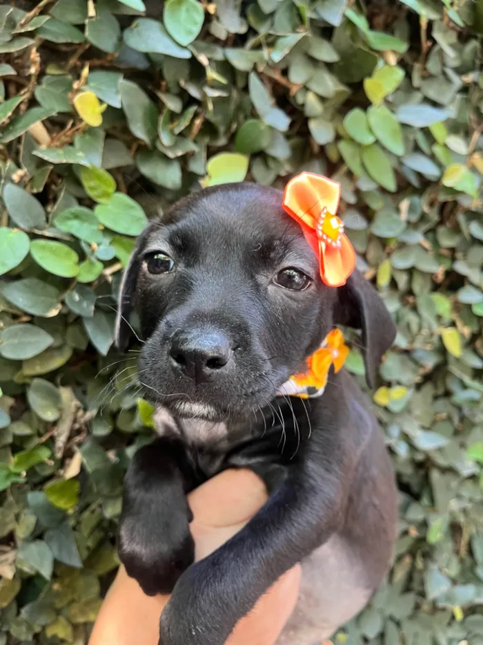 Cachorro ra a SRD-ViraLata idade Abaixo de 2 meses nome Zara