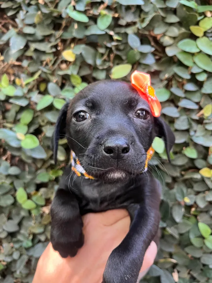 Cachorro ra a SRD-ViraLata idade Abaixo de 2 meses nome Zara