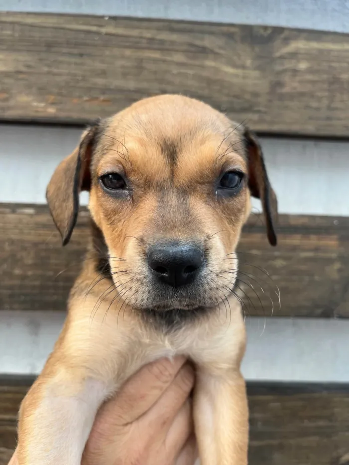 Cachorro ra a SRD-ViraLata idade Abaixo de 2 meses nome Zane