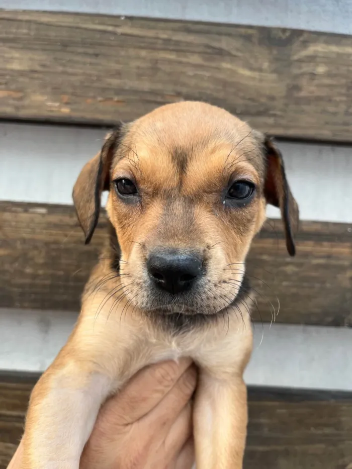 Cachorro ra a SRD-ViraLata idade Abaixo de 2 meses nome Zane