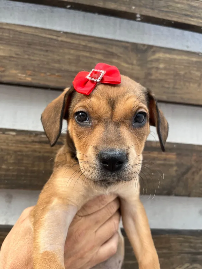 Cachorro ra a SRD-ViraLata idade Abaixo de 2 meses nome Zane