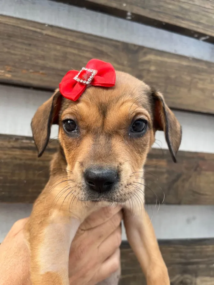 Cachorro ra a SRD-ViraLata idade Abaixo de 2 meses nome Zane