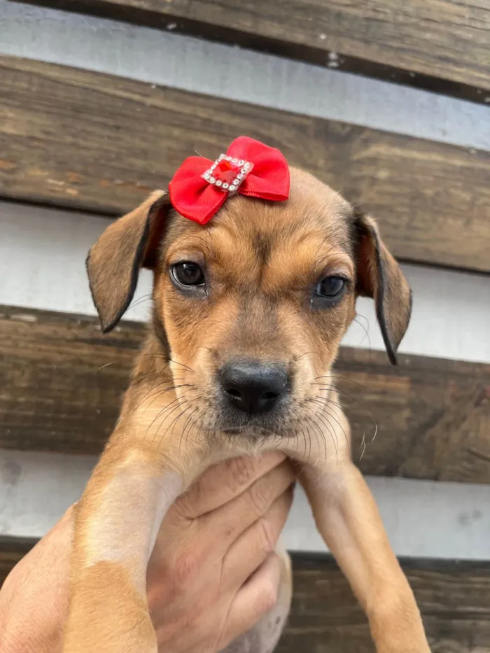 Cachorro ra a SRD-ViraLata idade Abaixo de 2 meses nome Zane