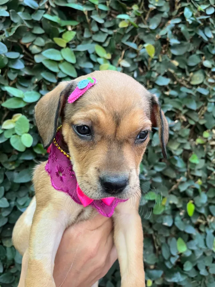 Cachorro ra a SRD-ViraLata idade Abaixo de 2 meses nome Zane