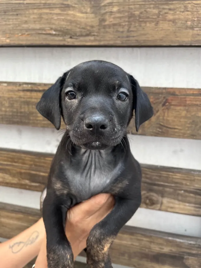 Cachorro ra a SRD-ViraLata idade Abaixo de 2 meses nome Zaira