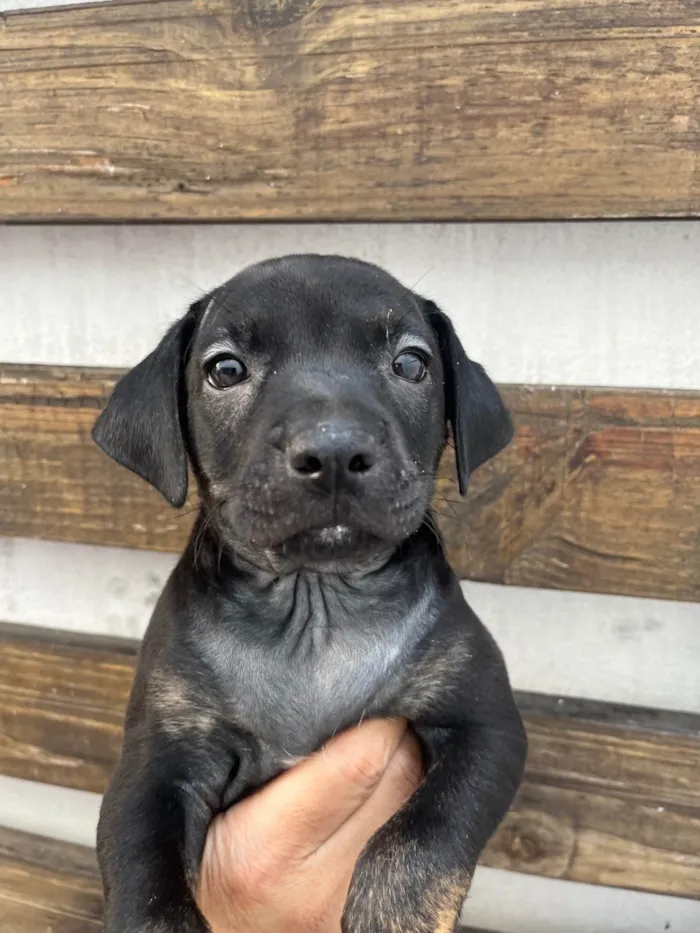 Cachorro ra a SRD-ViraLata idade Abaixo de 2 meses nome Zaira