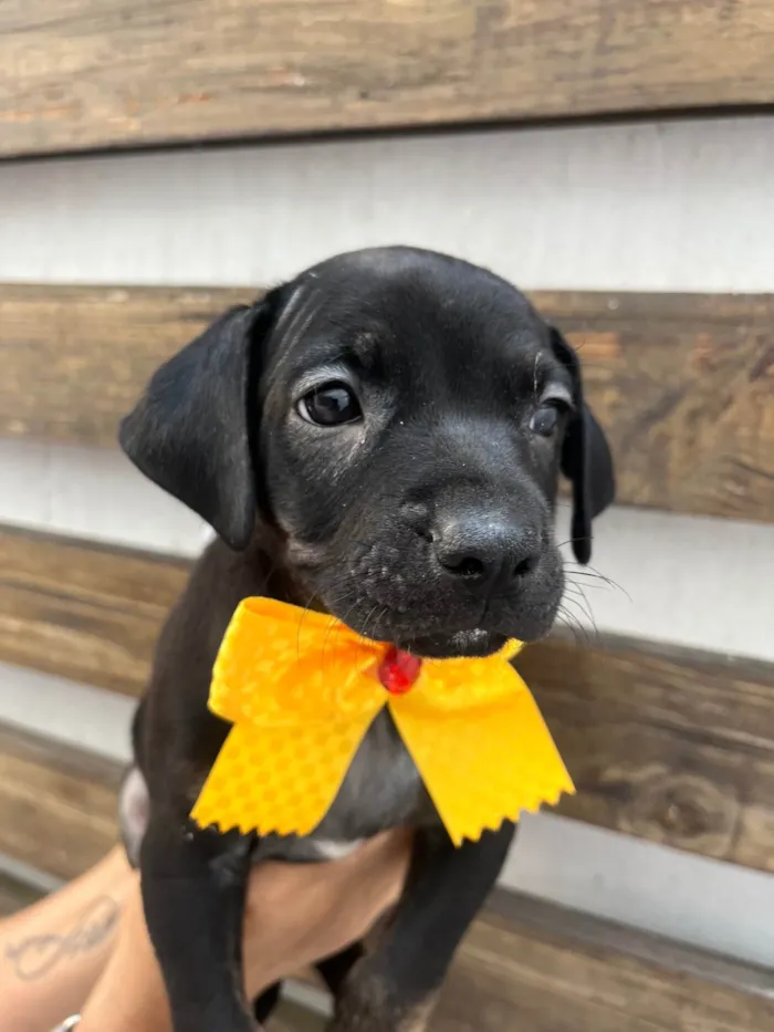 Cachorro ra a SRD-ViraLata idade Abaixo de 2 meses nome Zaira