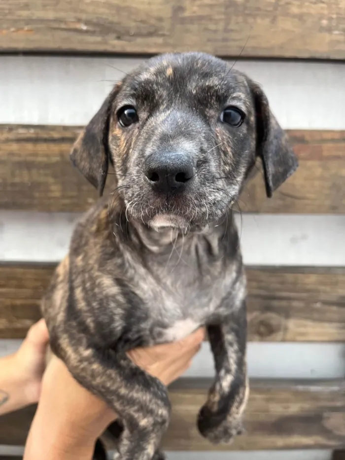 Cachorro ra a SRD-ViraLata idade Abaixo de 2 meses nome Zury