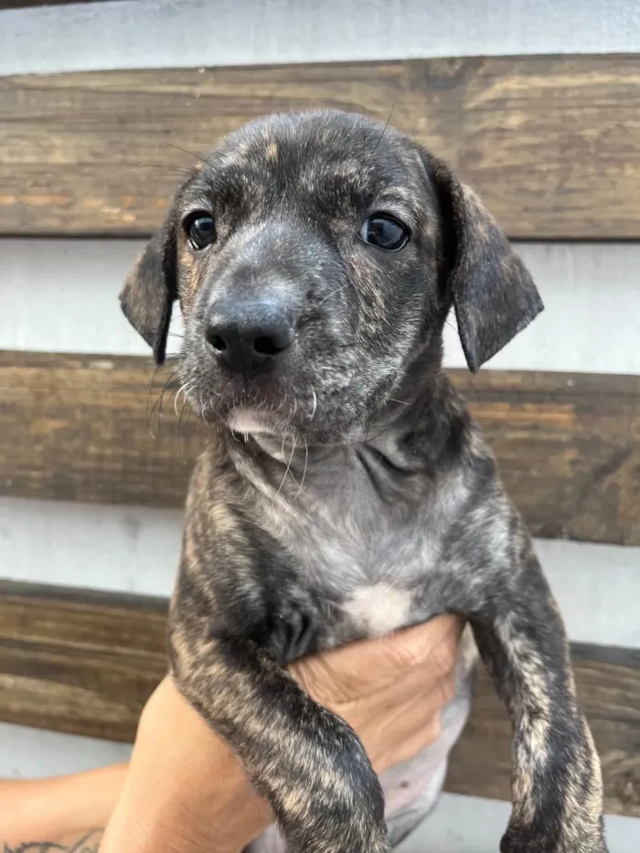 Cachorro ra a SRD-ViraLata idade Abaixo de 2 meses nome Zury