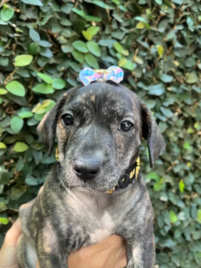 Cachorro ra a SRD-ViraLata idade Abaixo de 2 meses nome Zury