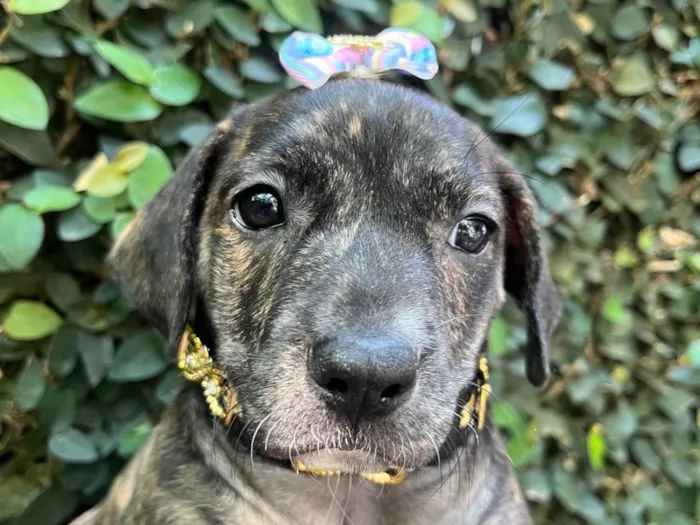 Cachorro ra a SRD-ViraLata idade Abaixo de 2 meses nome Zury