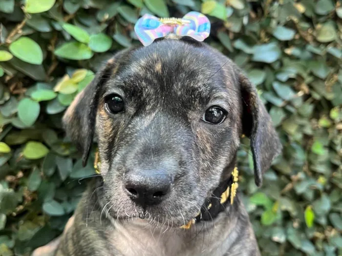 Cachorro ra a SRD-ViraLata idade Abaixo de 2 meses nome Zury