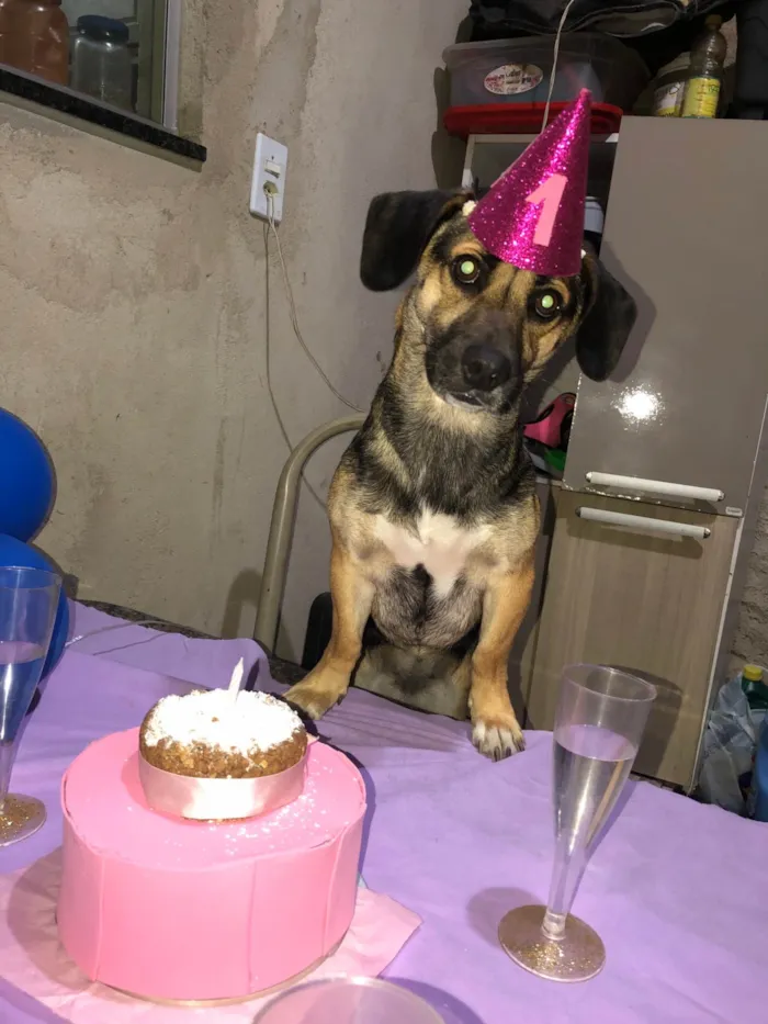 Cachorro ra a SRD-ViraLata idade 2 a 6 meses nome Bela 