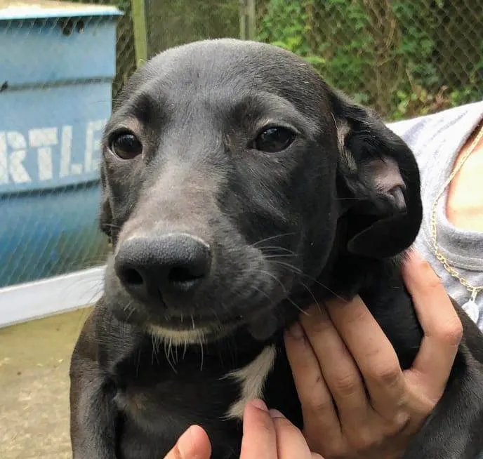 Cachorro ra a SRD-ViraLata idade 2 a 6 meses nome Dulce