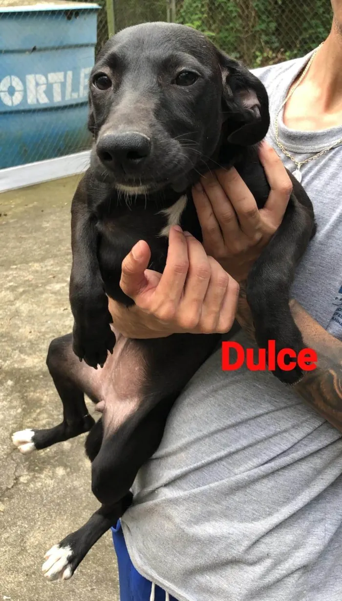 Cachorro ra a SRD-ViraLata idade 2 a 6 meses nome Dulce