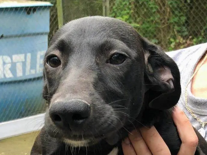 Cachorro ra a SRD-ViraLata idade 2 a 6 meses nome Dulce