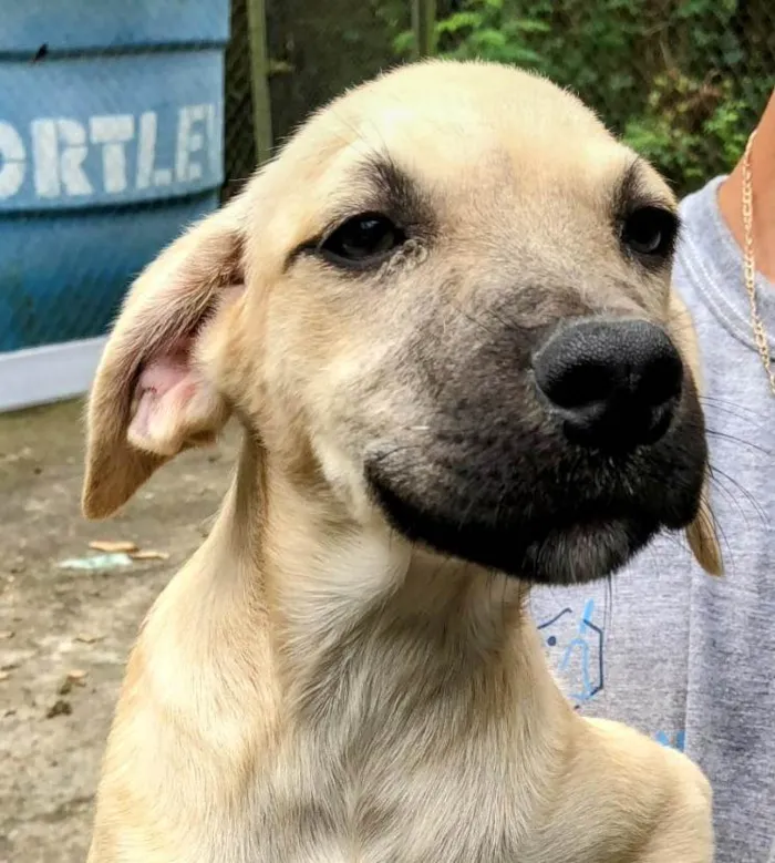 Cachorro ra a SRD-ViraLata idade 2 a 6 meses nome Sol