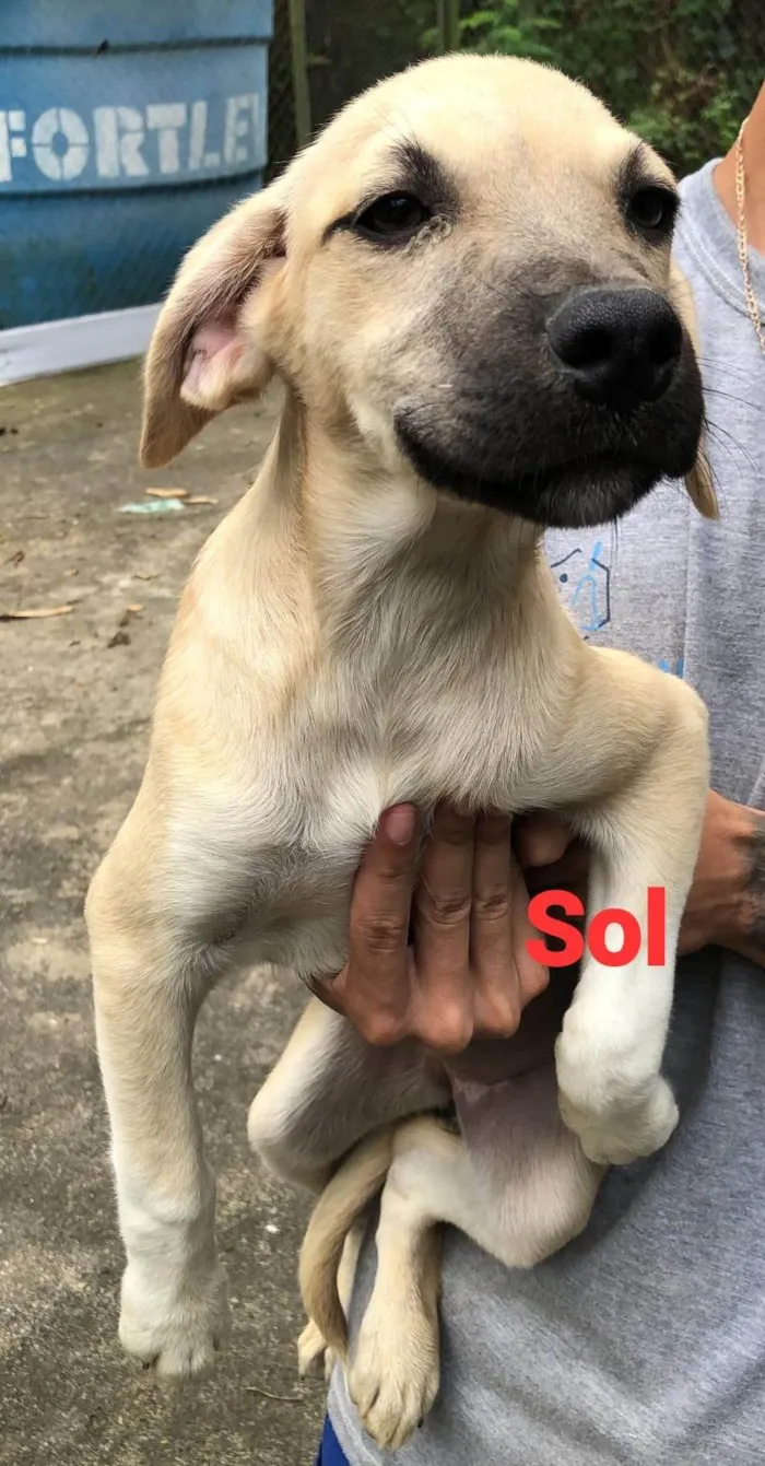 Cachorro ra a SRD-ViraLata idade 2 a 6 meses nome Sol