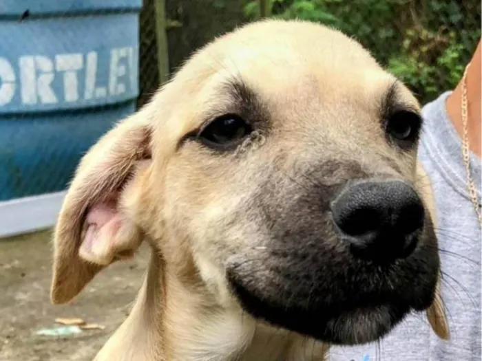 Cachorro ra a SRD-ViraLata idade 2 a 6 meses nome Sol