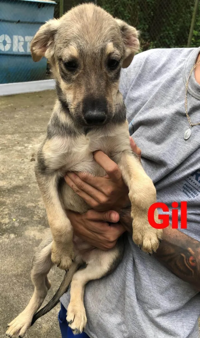 Cachorro ra a SRD-ViraLata idade 2 a 6 meses nome Gil