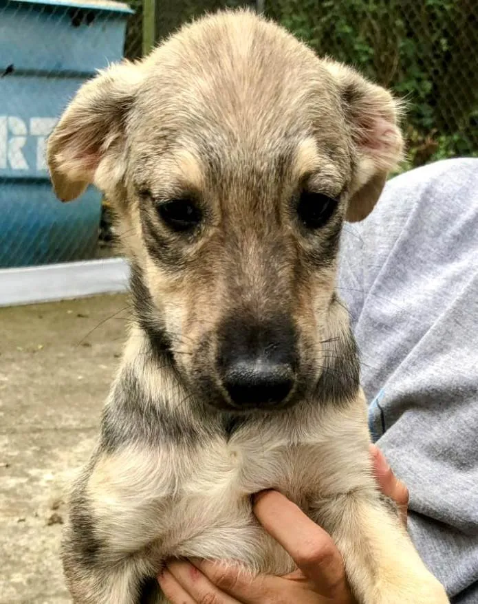 Cachorro ra a SRD-ViraLata idade 2 a 6 meses nome Gil