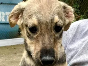 Cachorro raça SRD-ViraLata idade 2 a 6 meses nome Gil