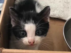 Gato raça SRD-ViraLata idade Abaixo de 2 meses nome Mom