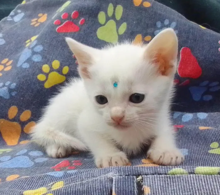 Gato ra a SRD-ViraLata idade Abaixo de 2 meses nome Théo