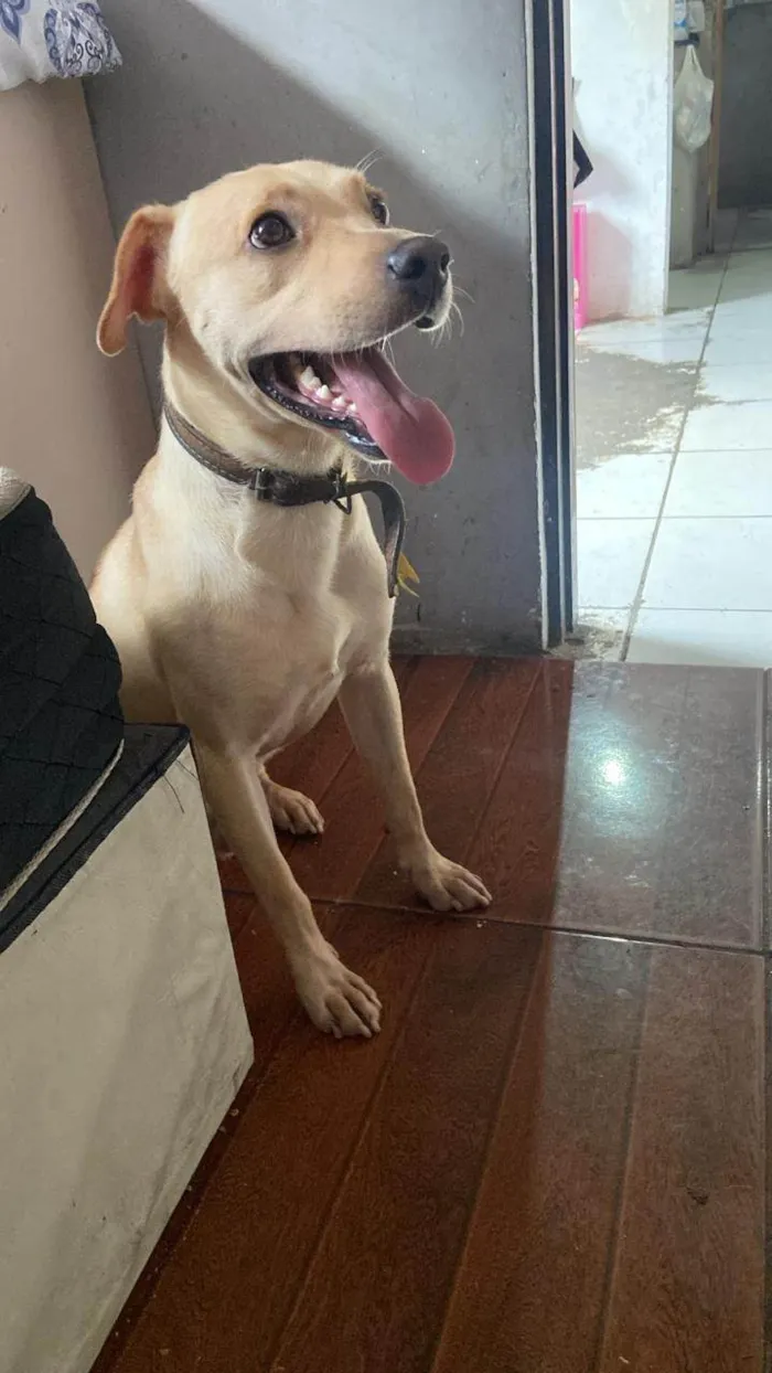 Cachorro ra a SRD-ViraLata idade 2 anos nome Mingau