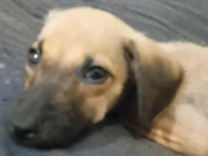 Cachorro raça SRD-ViraLata idade 2 anos nome Sem nome definitivo