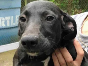 Cachorro raça SRD-ViraLata idade 2 a 6 meses nome Dulce