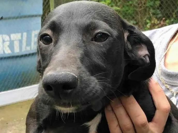 Cachorro ra a SRD-ViraLata idade 2 a 6 meses nome Dulce