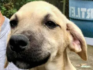 Cachorro raça SRD-ViraLata idade 2 a 6 meses nome Sol