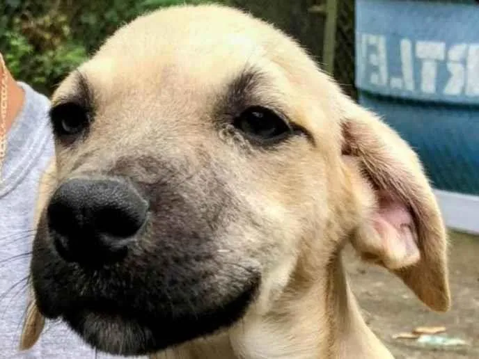 Cachorro ra a SRD-ViraLata idade 2 a 6 meses nome Sol