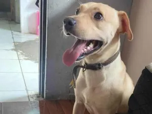 Cachorro raça SRD-ViraLata idade 2 anos nome Mingau