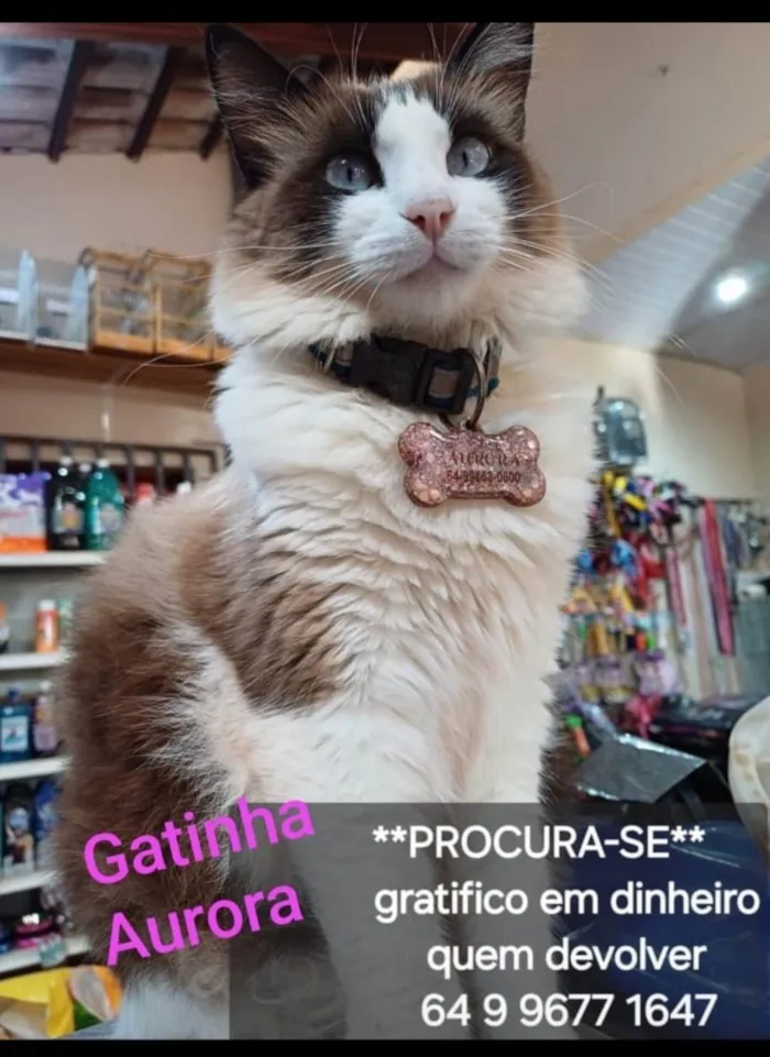 Gato ra a Ragdoll idade 2 anos nome Aurora