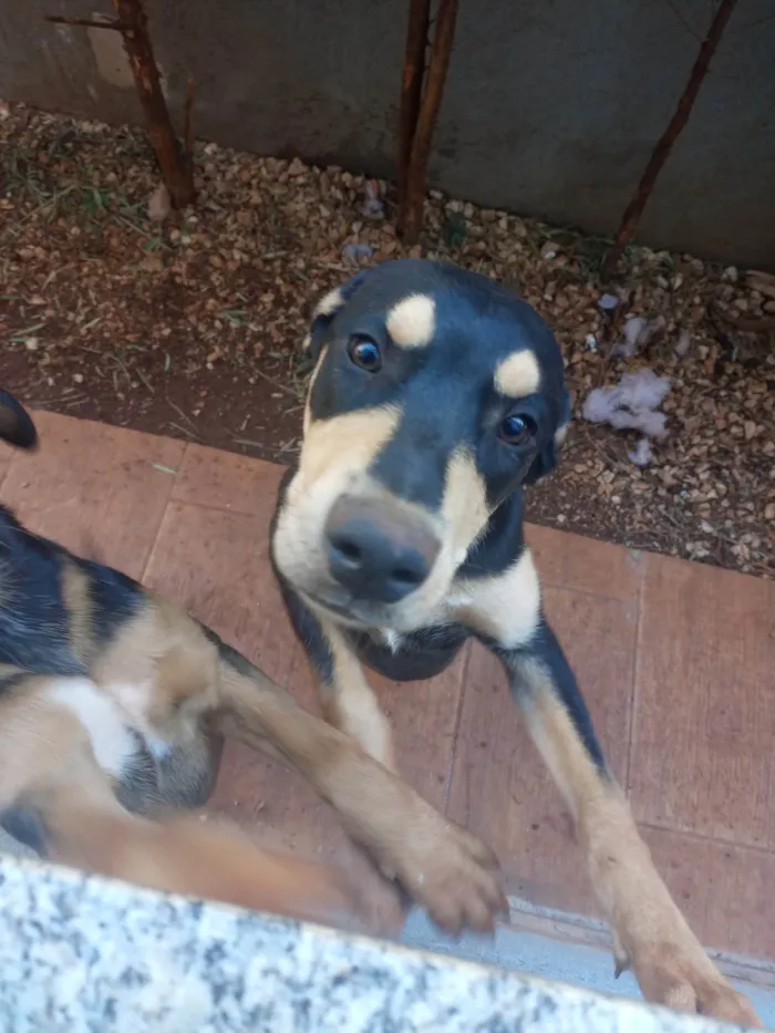 Cachorro ra a SRD-ViraLata idade 7 a 11 meses nome Trakinas