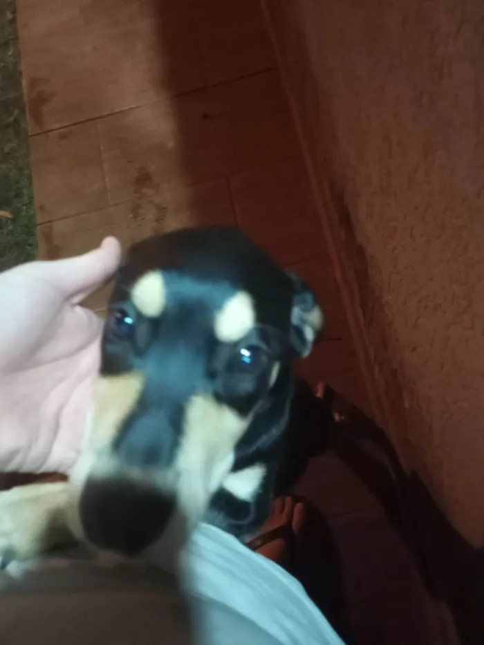 Cachorro ra a SRD-ViraLata idade 7 a 11 meses nome Trakinas