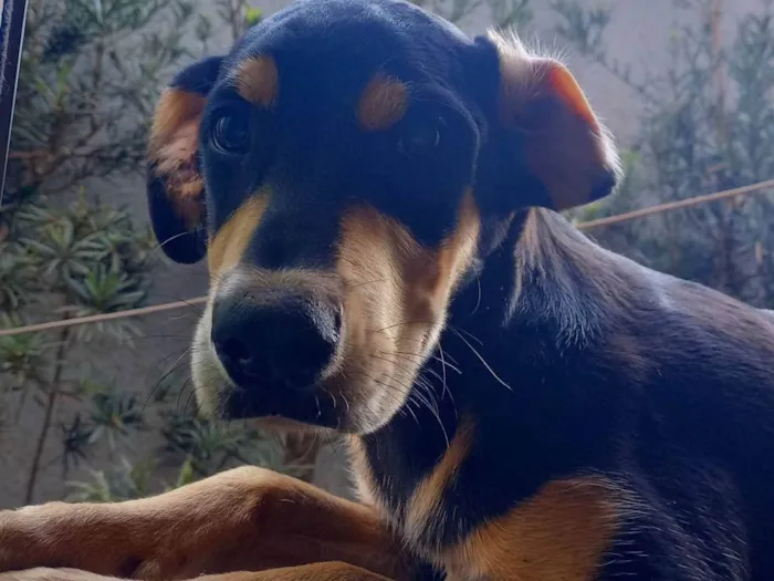 Cachorro ra a SRD-ViraLata idade 7 a 11 meses nome Trakinas