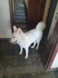 Buma - Akita Inu